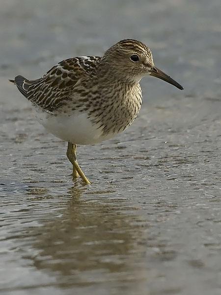 Palsasirri, Pectoral Sandpiper, Calidris melanotos